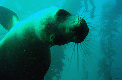 sea lions in channel islands
