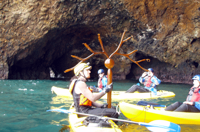 seawedd kelp santa barbara