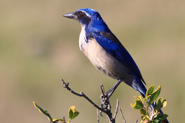Summer Channel Islands Tours bird and animals