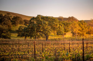 santa barbara vineyard