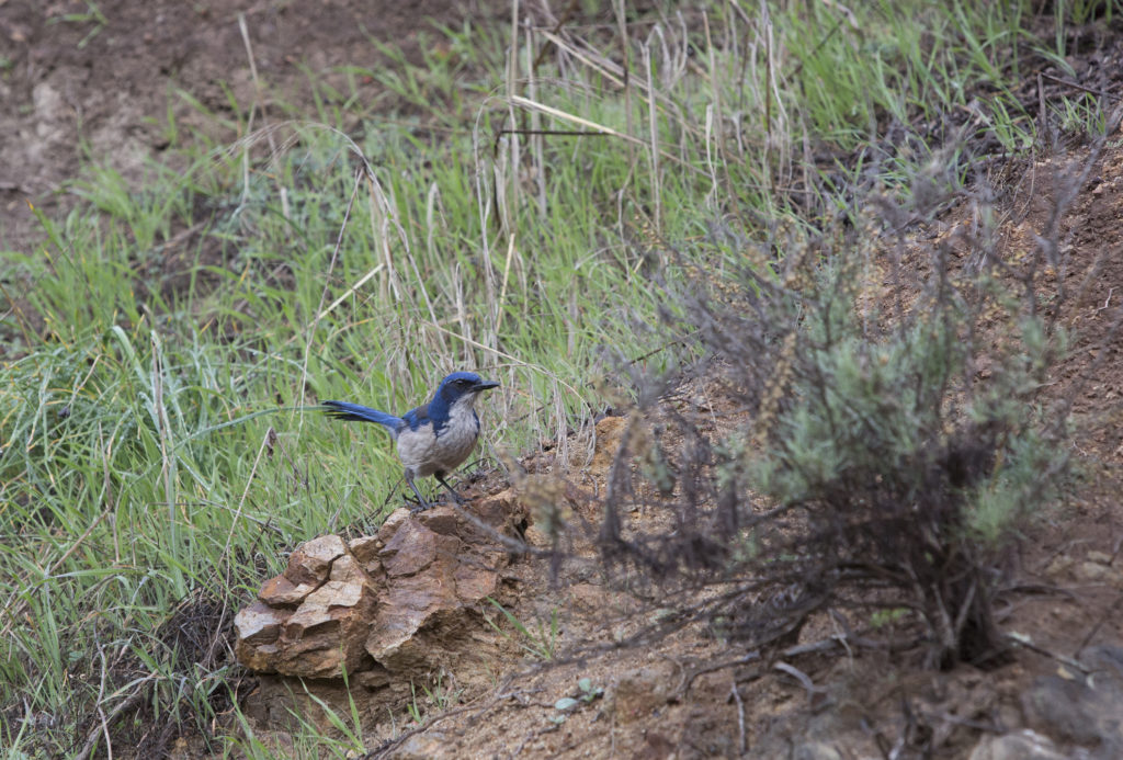 Santa Cruz Island, Channel Islands National Park