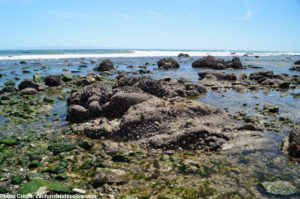 Tidepooling in Santa Barbara 