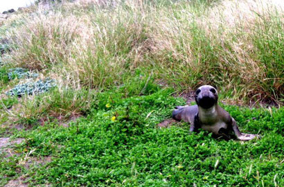 Spring at Channel Islands