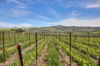 santa ynez wine tour