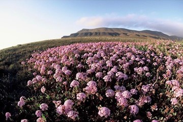 Santa Cruz Island superbloom