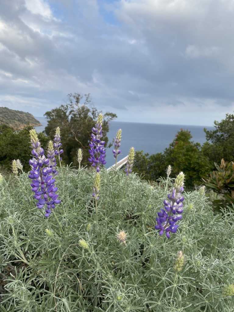 Springtime flowers at Prisoners Harbor