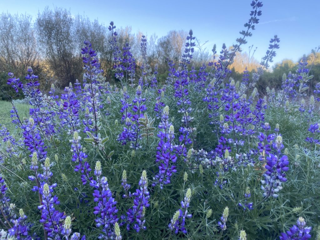 Springtime flowers at Prisoners Harbor