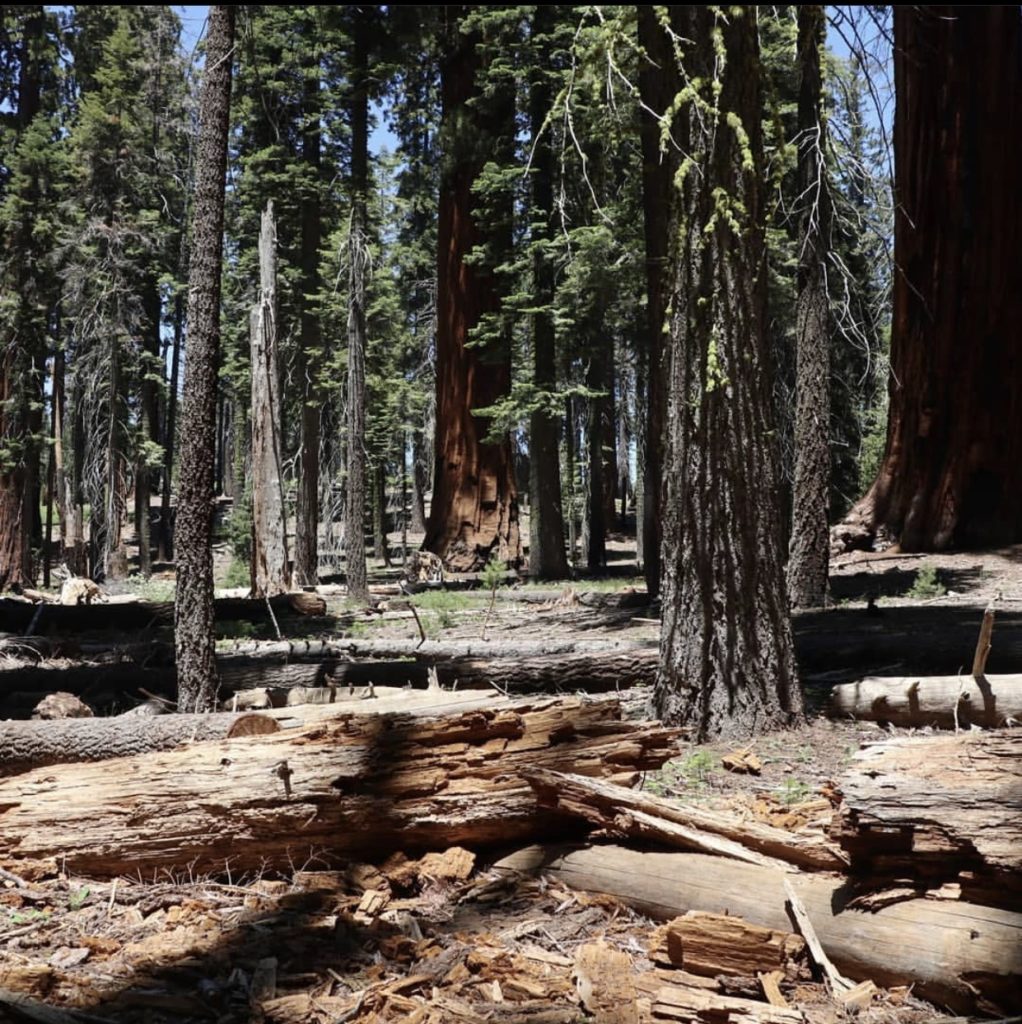 Sequoia and Kings Canyon National Park
