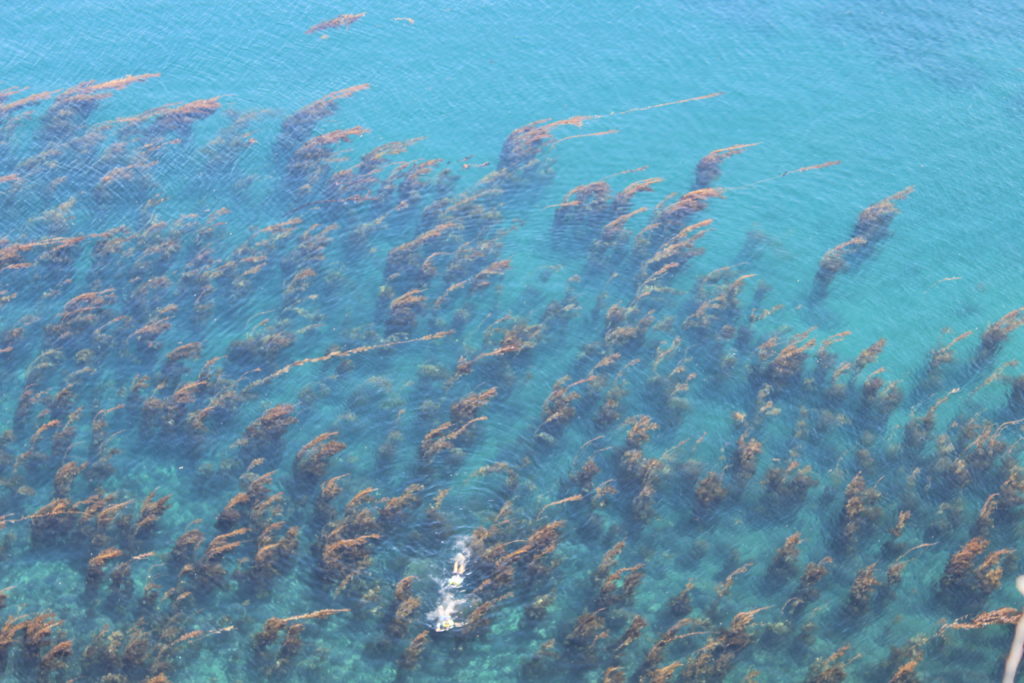 Snorkeling in Channel Islands National Park