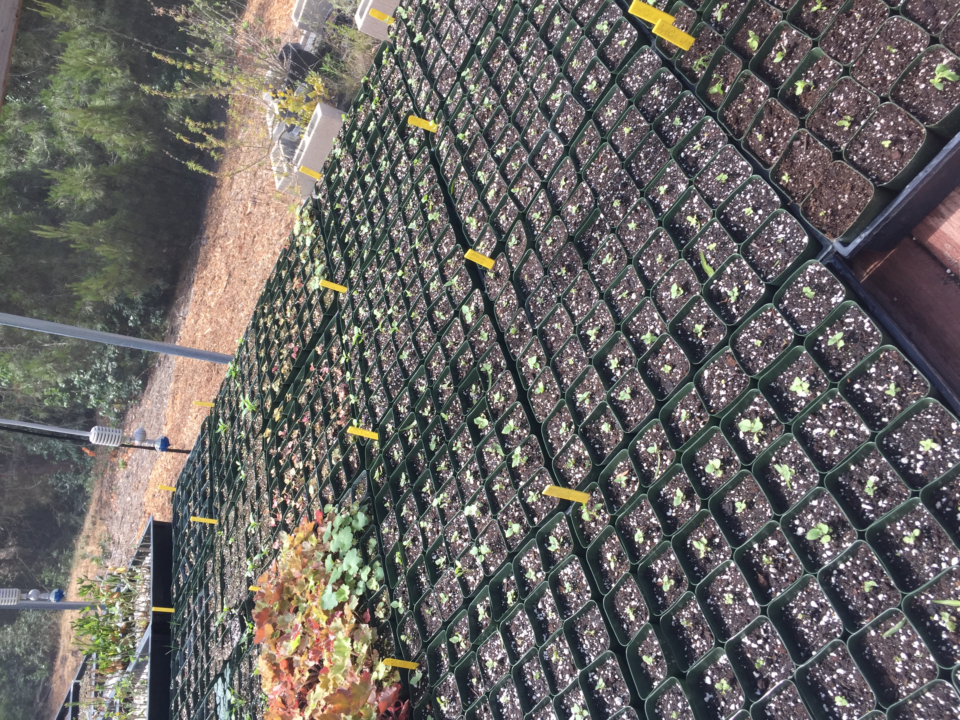 Native Planting with Channel Islands Restoration
