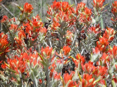 Island Paintbrush bush