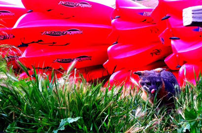 Spring at Channel Islands