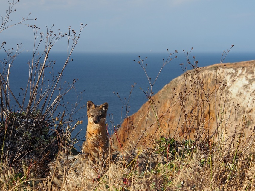 channel island fox