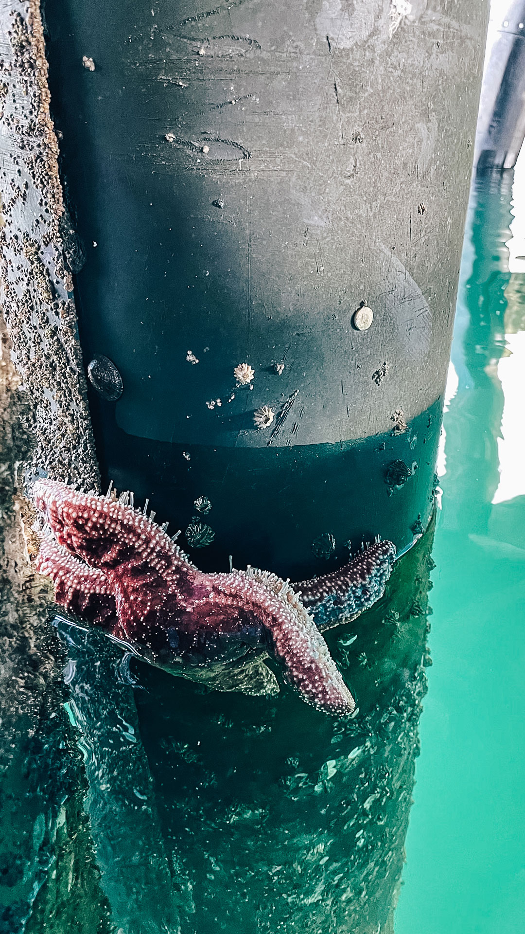 Sea star in the Santa Barabara Harbor