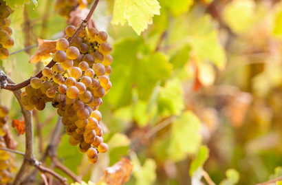 wine tour santa ynez