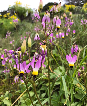 Santa Cruz Island kayaking