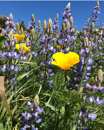 visit Santa Cruz Island