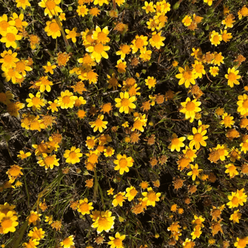 Santa Cruz Island pics