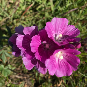 Santa Cruz Island purple flowers