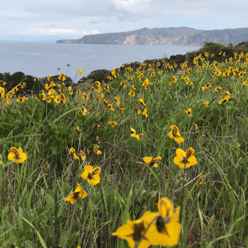 Santa Cruz Island wild flowers