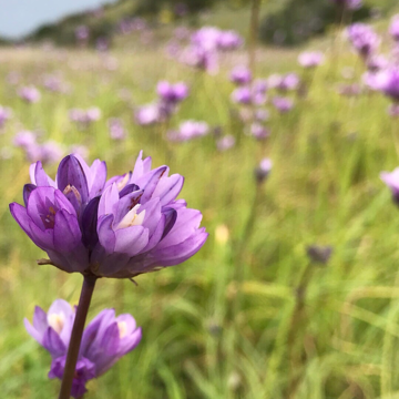 Santa Cruz Island flower closeup