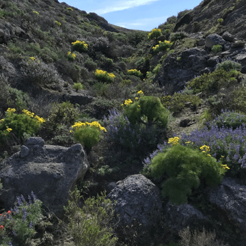 Santa Cruz Island blooming