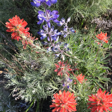 Santa Cruz Island flowers